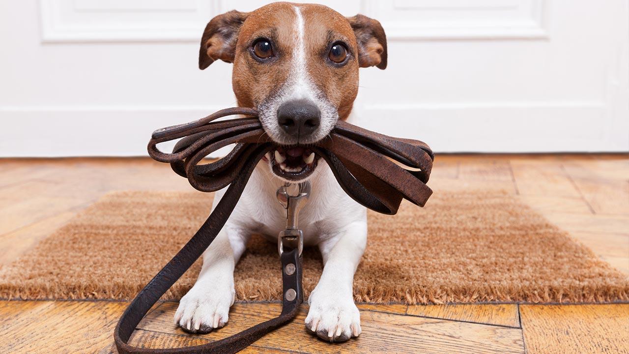 Advantages of the running leash for dogs - a dog with the leash in his mouth
