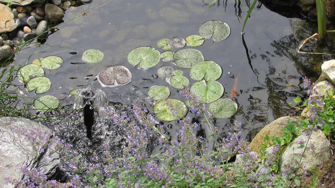Create waters in your own garden / small pond in autumn