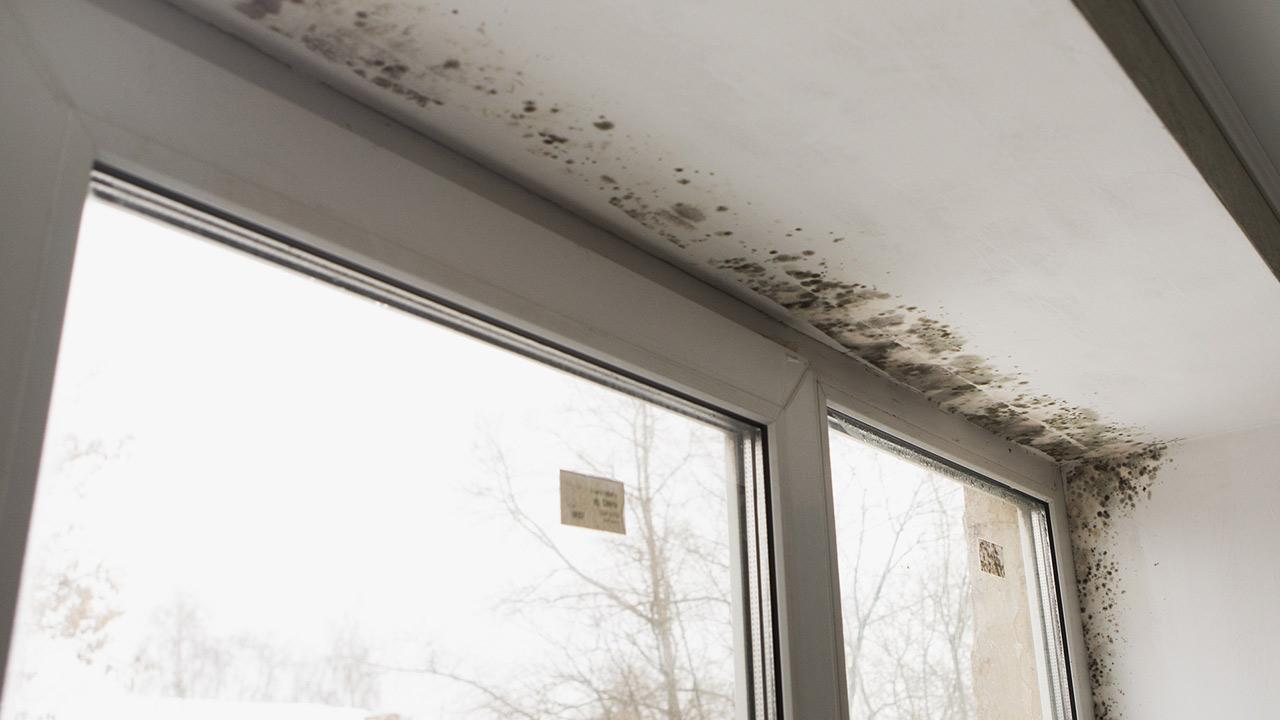 Mould on the wall - What to do - Mould on a window