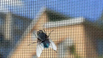 Effective insect protection in house and apartment - Fly screens