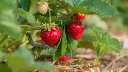 Sowing in August - strawberries