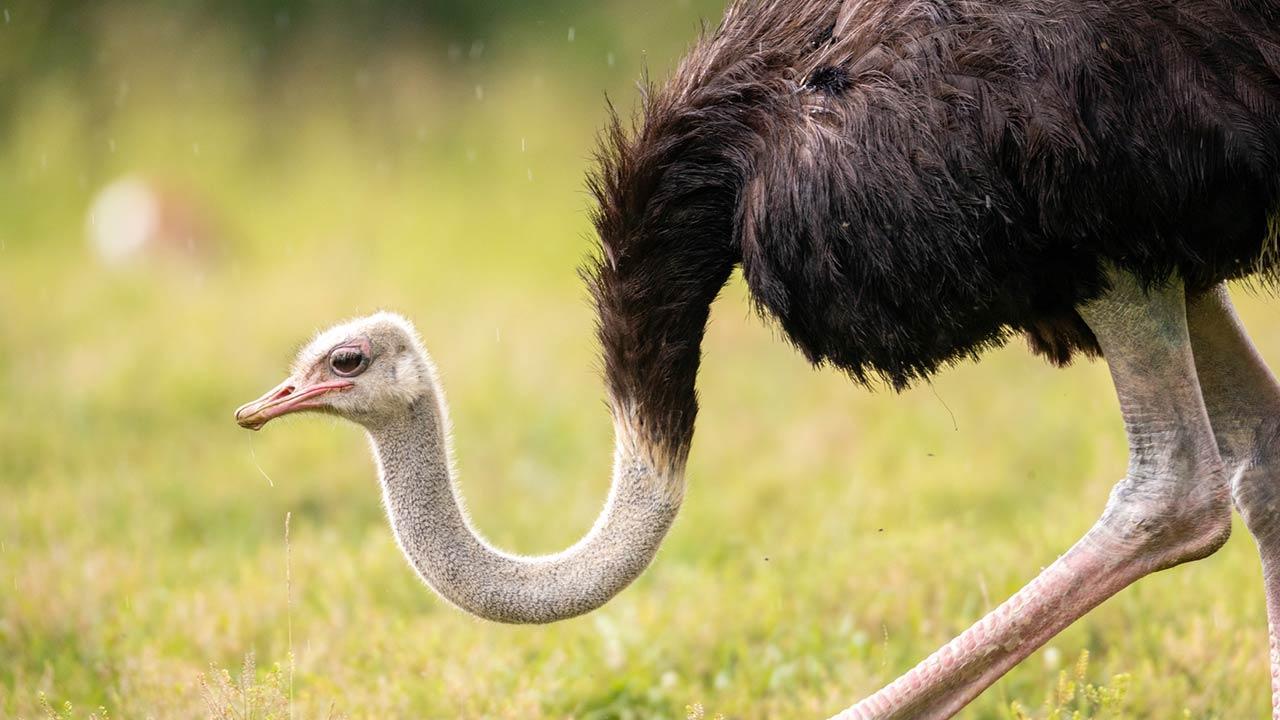 The most beautiful animal parks in Germany - Ostrich