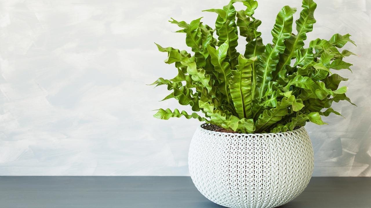 Indoor plants are good for the indoor climate 